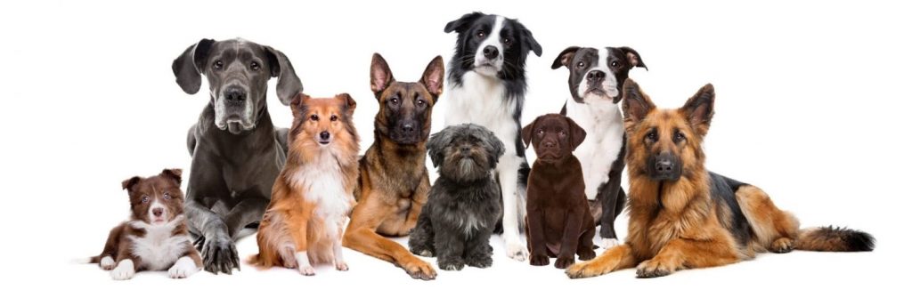 What-is-Brain-Training-for-Dogs?