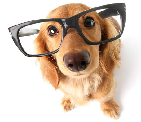 brain-training-for-dogs-Program-Really-Effective? 